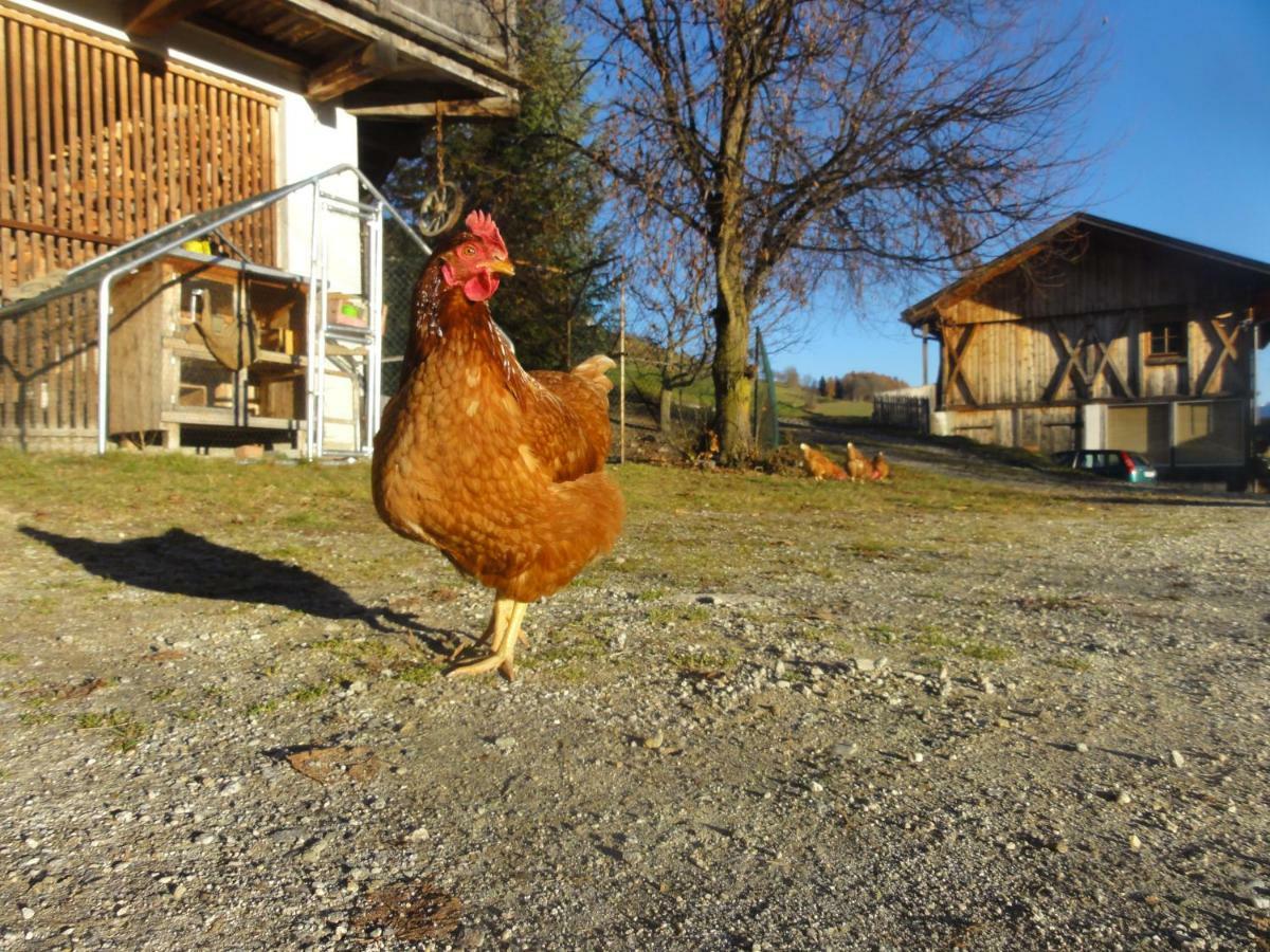 Mair Am Graben Farm * Chalets Terento Eksteriør billede
